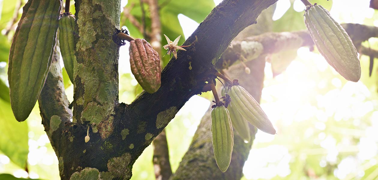 About Cocoa Growing at Saint Lucia Rabot Estate by Hotel Chocolat