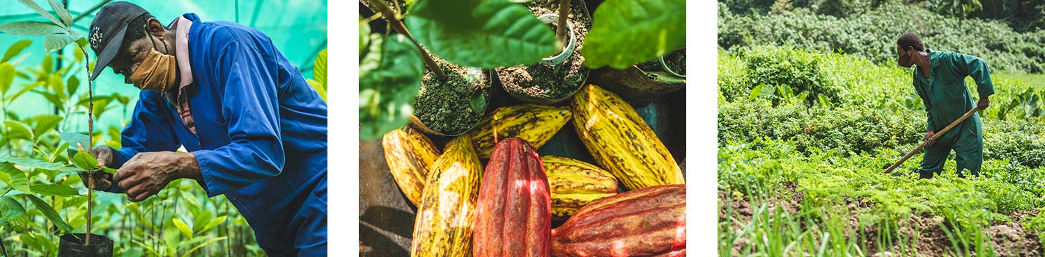 Our Cacao Farm In Saint Lucia Our Cacao Farm In Saint Lucia